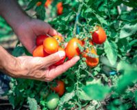 Bioestimulación en cultivos agrícolas