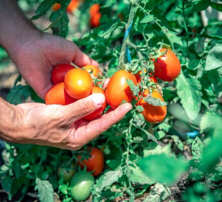 ripe red tomatoes in organic quality in a greenhouse.