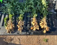 EVALUACIÓN DE BIOACTIVADOR RYU EN EL CULTIVO DE PAPA: IMPACTO EN EL CRECIMIENTO, RENDIMIENTO Y MAYOR SANIDAD