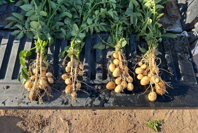 EVALUACIÓN DE BIOACTIVADOR RYU EN EL CULTIVO DE PAPA: IMPACTO EN EL CRECIMIENTO, RENDIMIENTO Y MAYOR SANIDAD