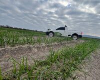 Evaluación Comercial de Bioactivadores Vidra en Cebolla de Exportación