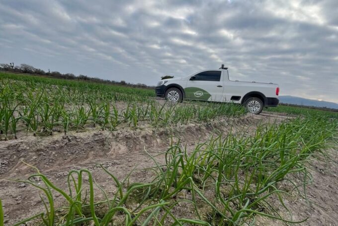Evaluación Comercial de Bioactivadores Vidra en Cebolla de Exportación