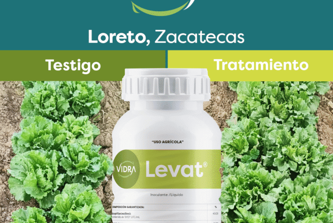 Levat®: Fijador biológico de nitrógeno, para tener unos cultivos más vigorosos y activos.