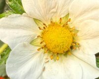 Trips: Los Enemigos invisibles de la agricultura responsables de graves daños