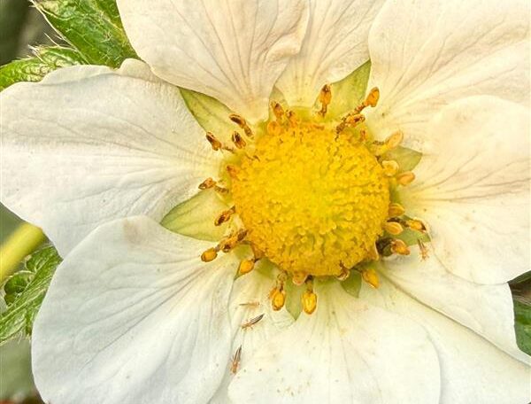 Trips: Los Enemigos invisibles de la agricultura responsables de graves daños