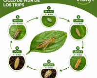 Control biológico y ciclo de vida de los trips