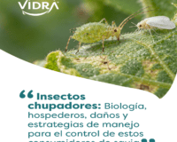Insectos chupadores: Biología, hospederos, daños y estrategias de manejo para el control de estos consumidores de savia