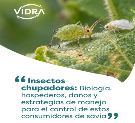 VIDRA-CHUPADORES-1254x1254