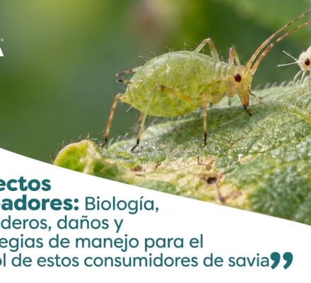 portada insectos chupadores